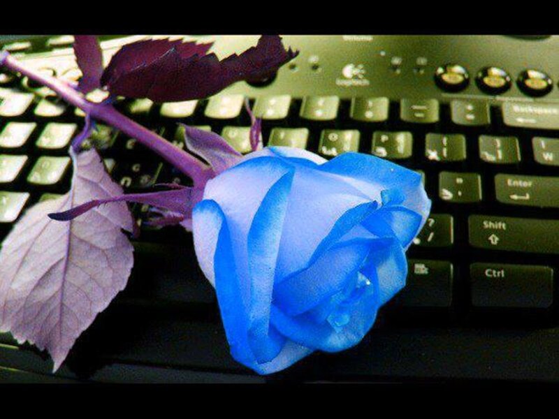 Blue Rose on Keyboard