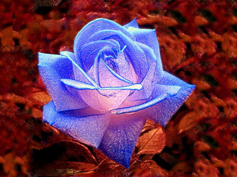 Blue Rose on Leaves