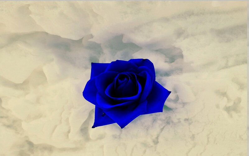 Blue Rose on Marble