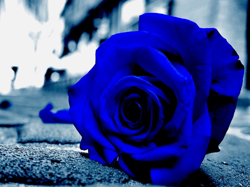 Blue Rose on Pavement