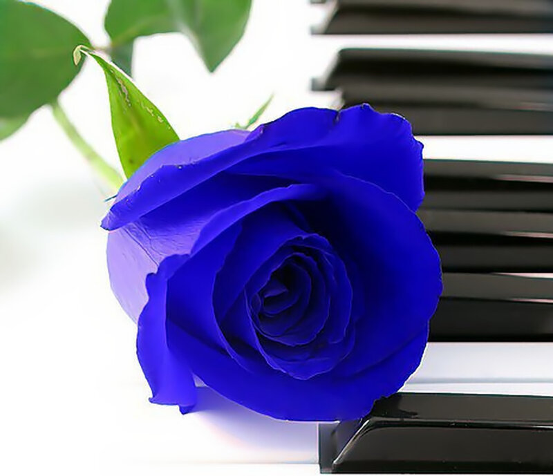 Blue Rose on Piano Keys — Serene