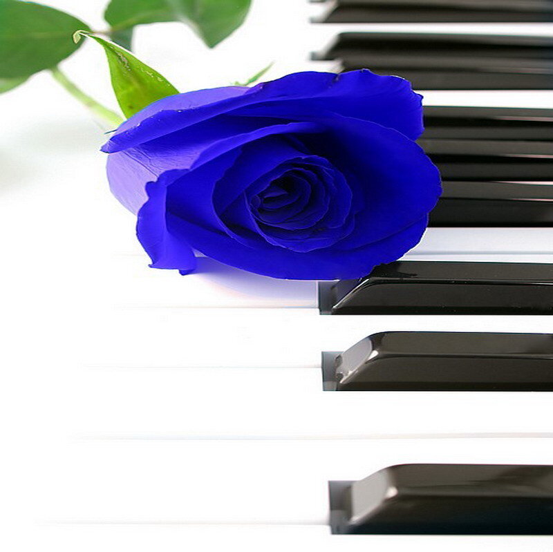 blue rose on piano keys