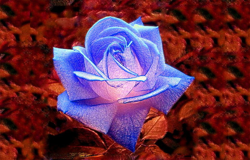 Blue Rose on Red Leaves