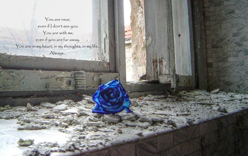 Blue Rose on Rubble