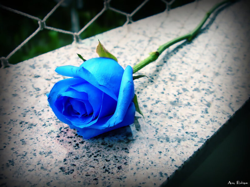 Blue Rose on Stone — Somber