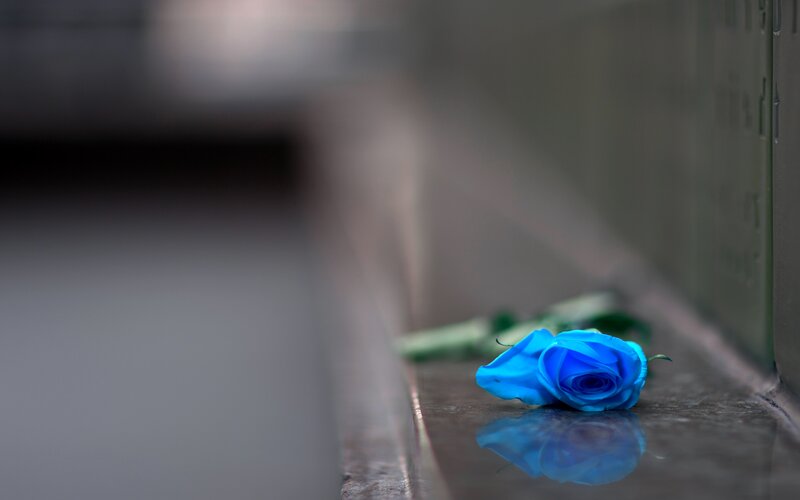 Blue Rose on Stone