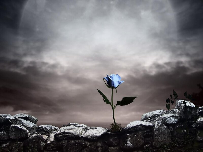 Blue Rose on Stone Wall — Gray