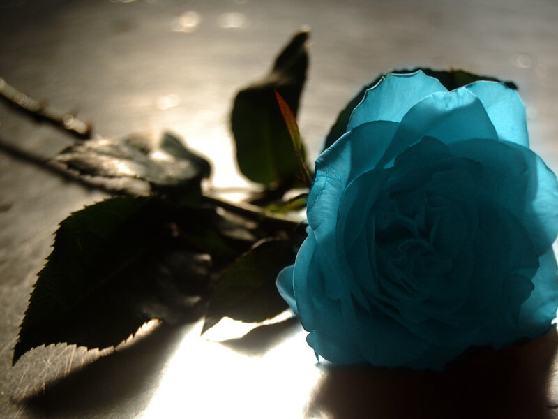 Blue Rose on Surface