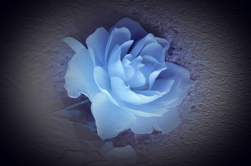 Blue Rose on Textured Surface