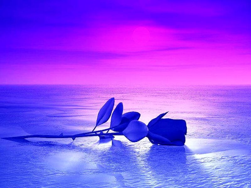 Blue Rose on Water