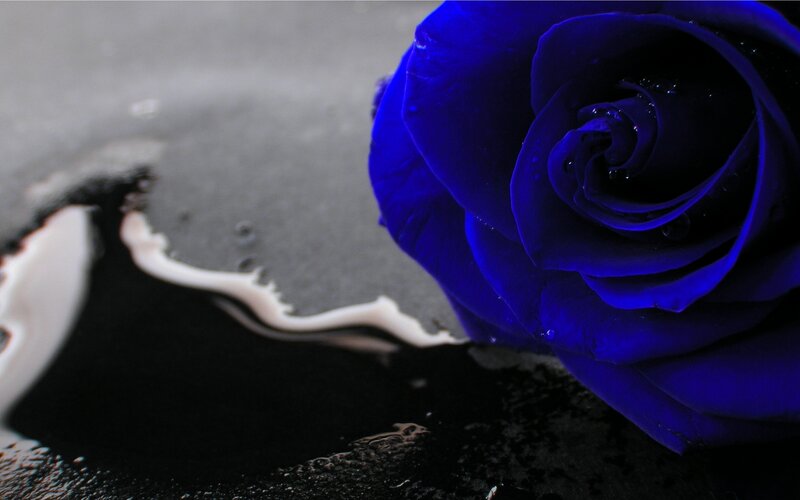 Blue Rose on Wet Surface