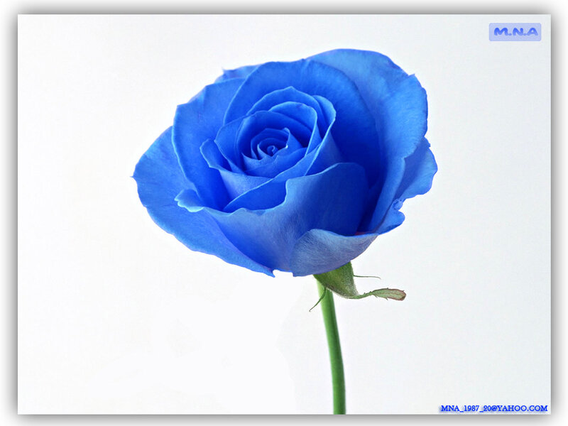 blue rose on white background