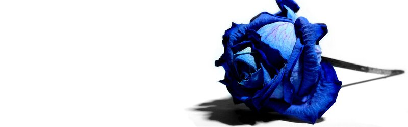 Blue Rose on White Surface — Dramatic