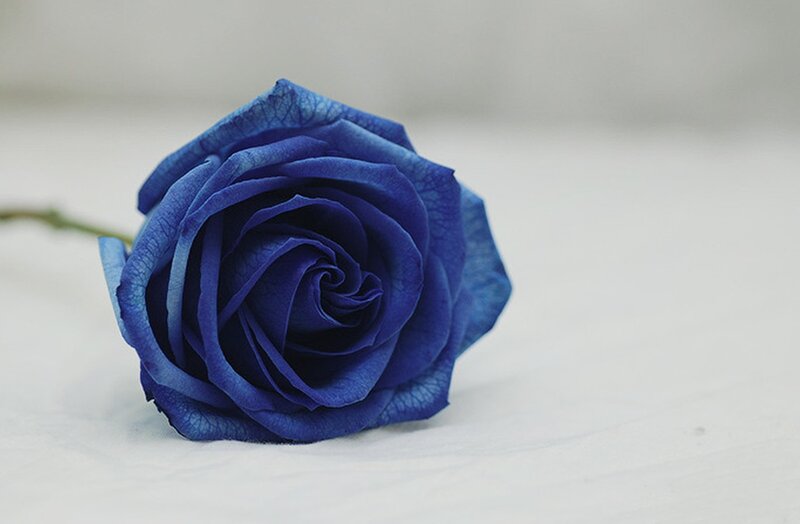 Blue Rose on White Surface