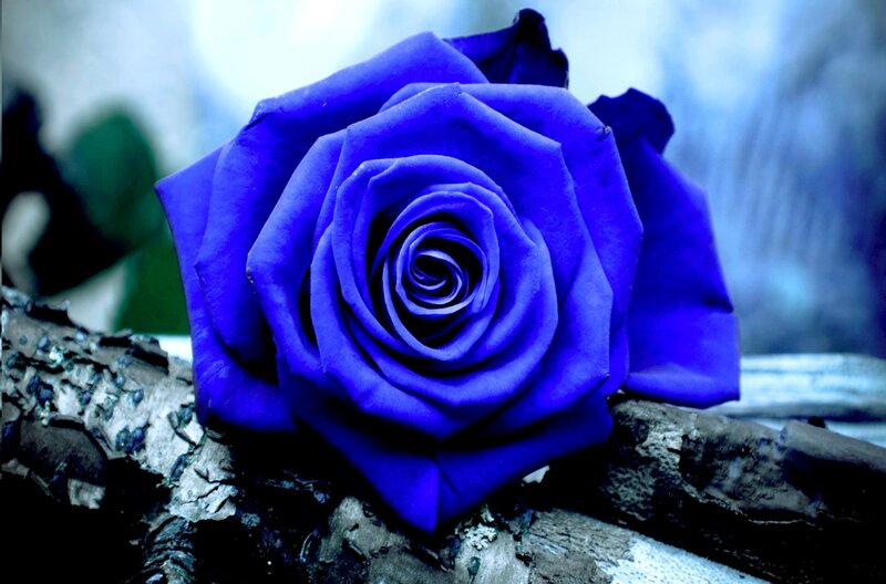 Blue Rose on Wood — Dramatic, Photograph