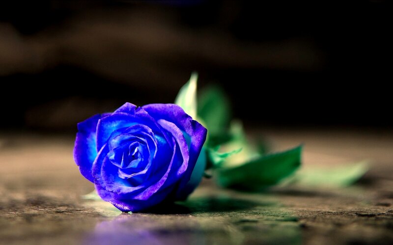 Blue Rose on Wood — Dramatic