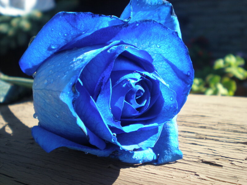 Blue Rose on Wood — Serene, Afternoon