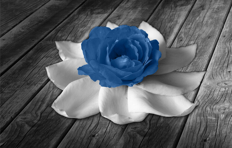 Blue Rose on Wood — Serene, Photograph