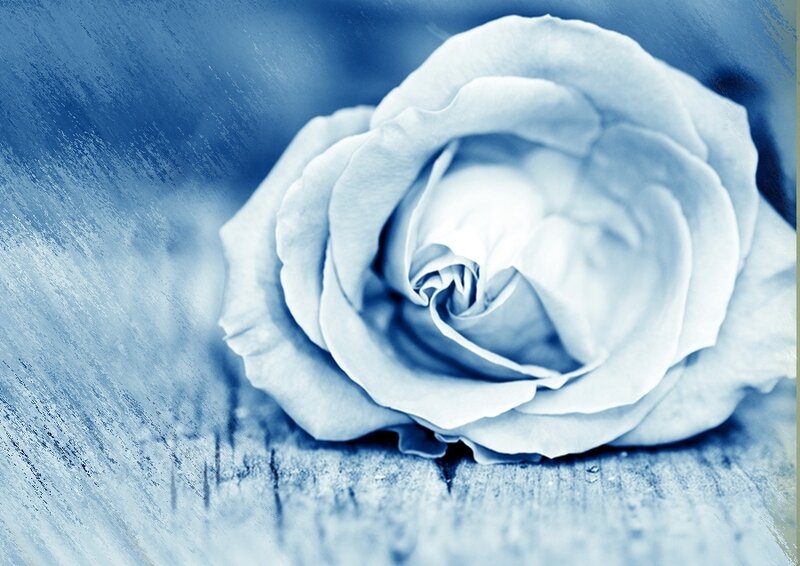 Blue Rose on Wood — Serene