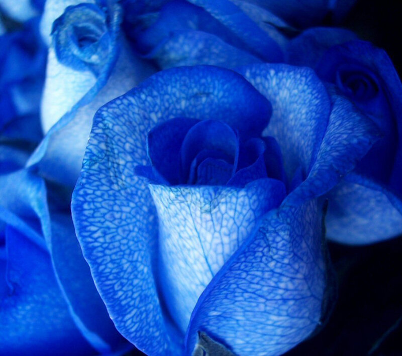 blue rose petals close-up