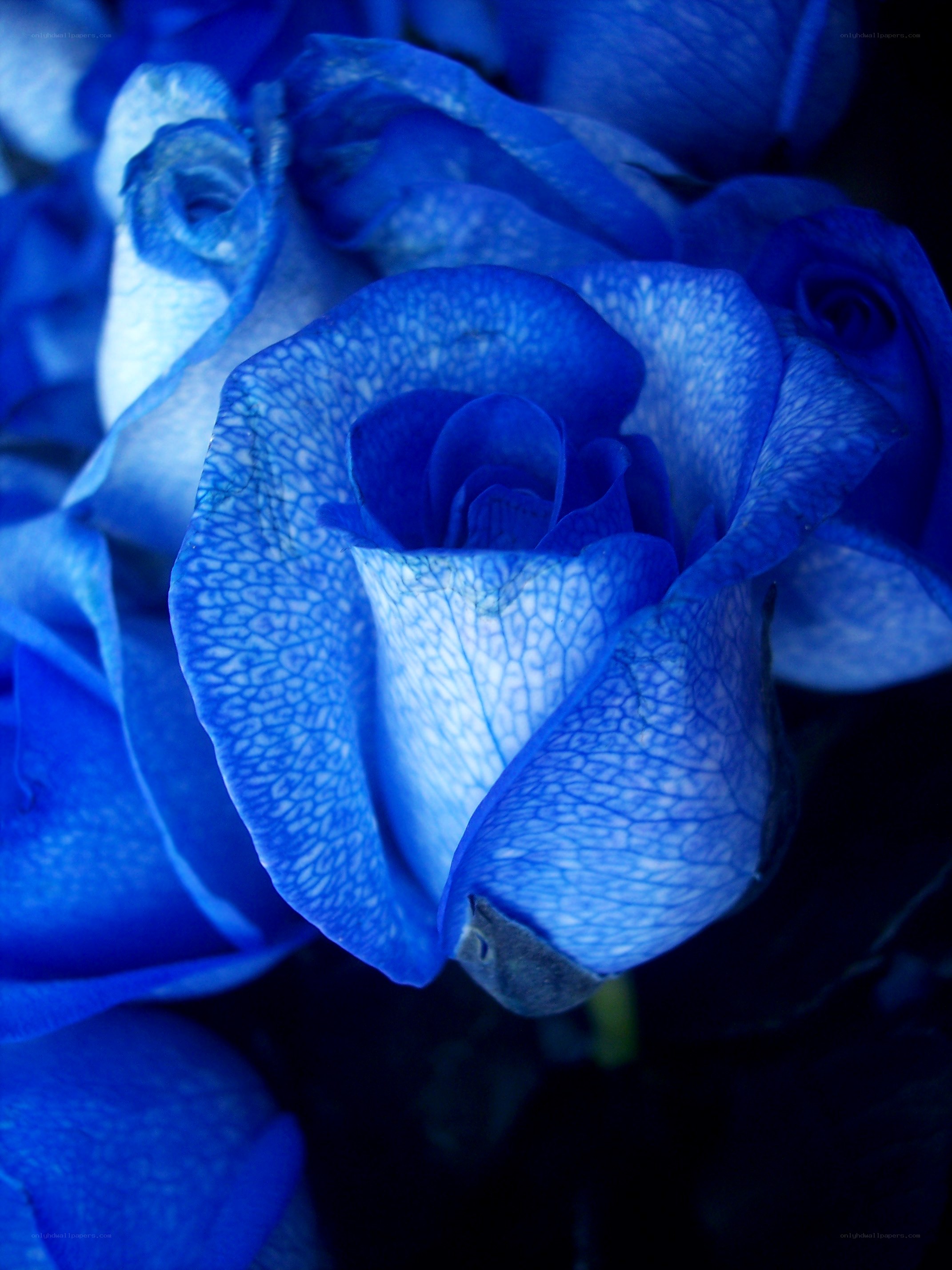 Blue rose petals close-up