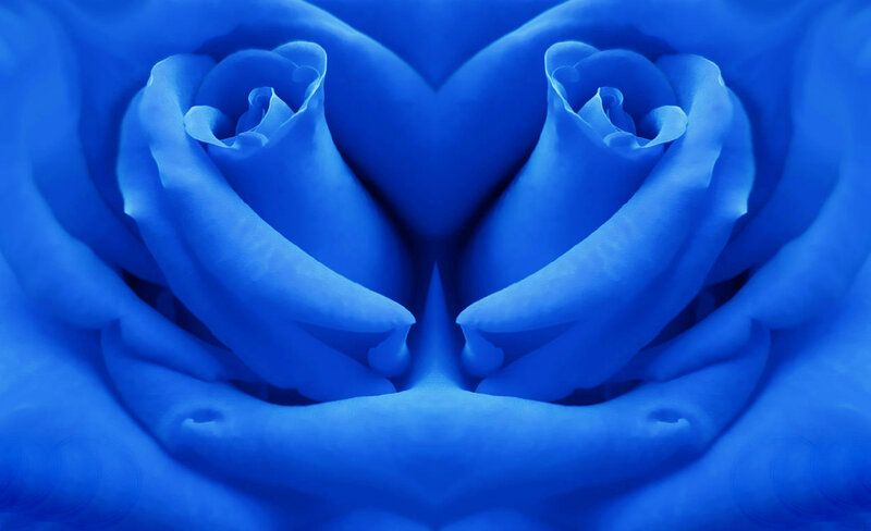 Blue Rose Petals — Serene
