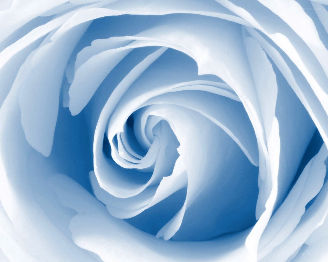 blue rose spiral
