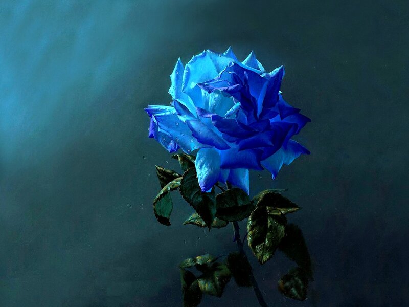 Blue Rose Underwater