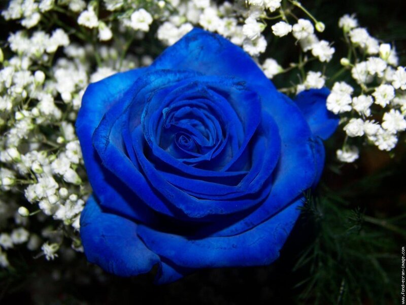 Blue Rose with Baby's Breath — Calm