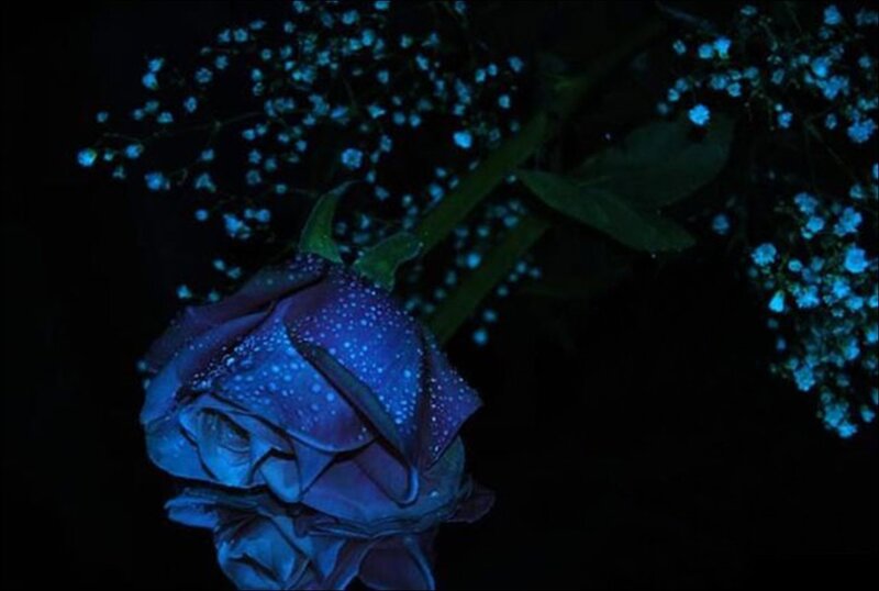 Blue Rose with Baby's Breath — Dark, Night