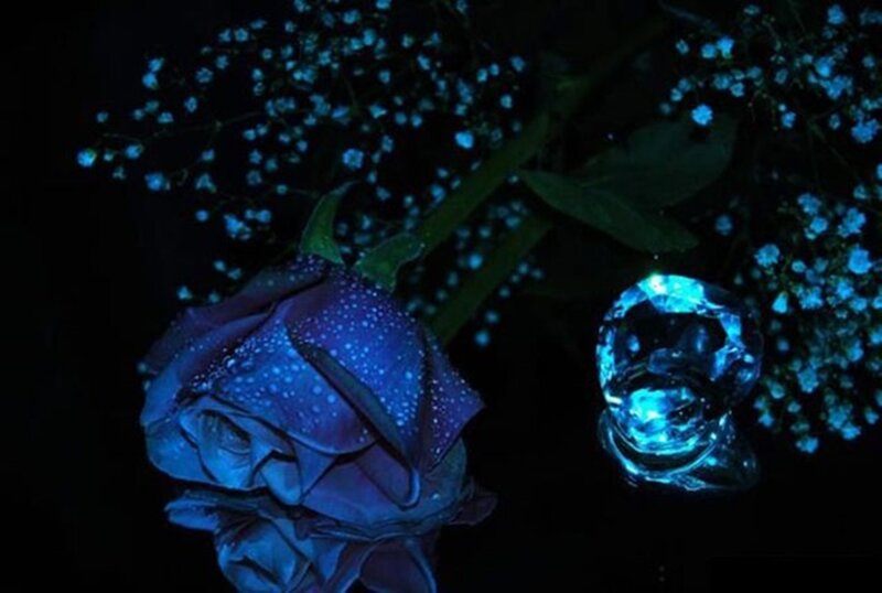 Blue Rose with Baby's Breath — Dark