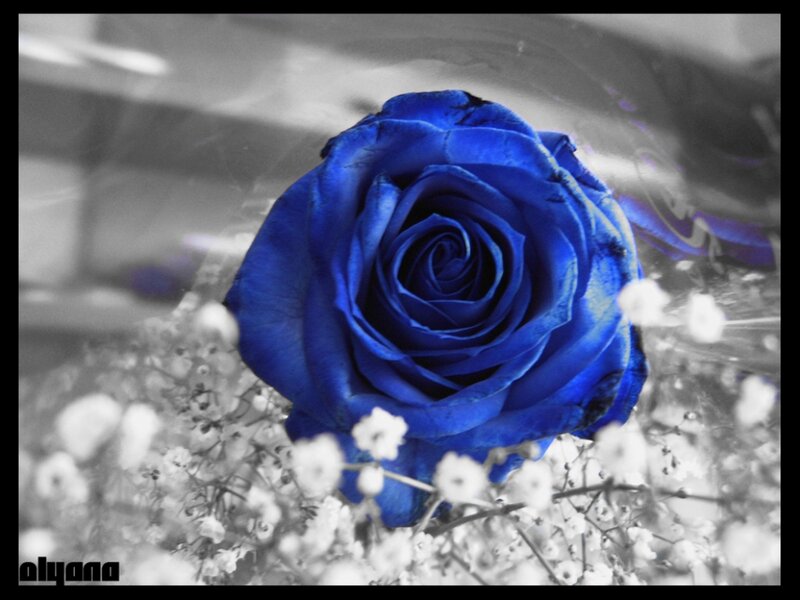 Blue Rose with Baby's Breath — Dramatic