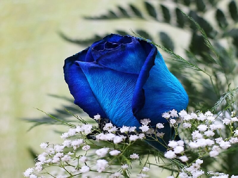 blue rose with baby's breath