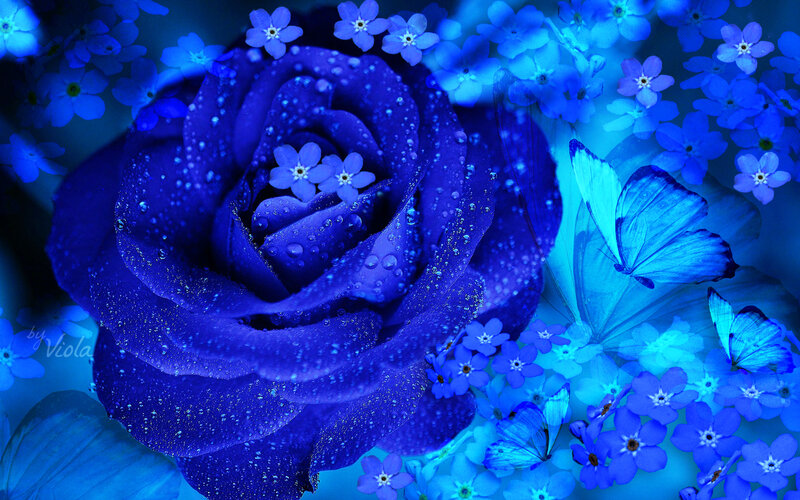 Blue Rose with Butterflies — Serene