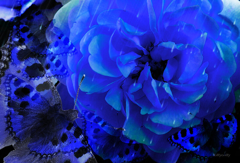 Blue Rose with Butterflies