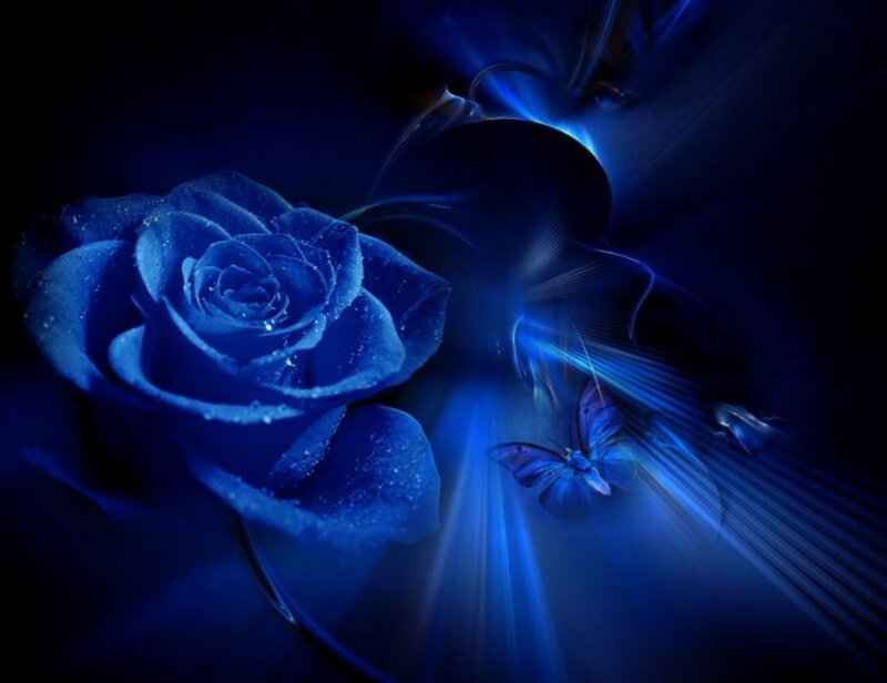 Blue Rose with Butterfly — Dramatic