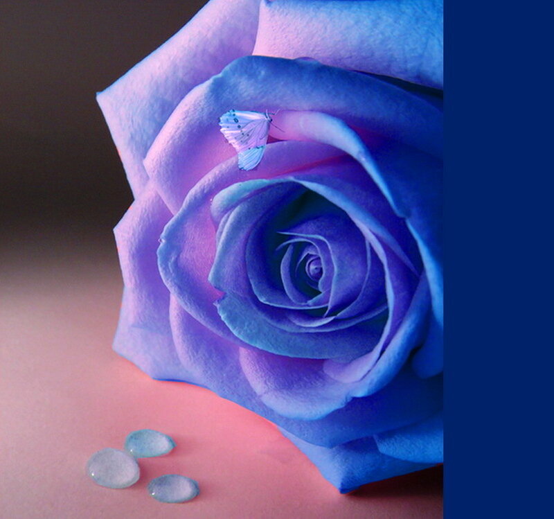 Blue Rose with Butterfly — Serene