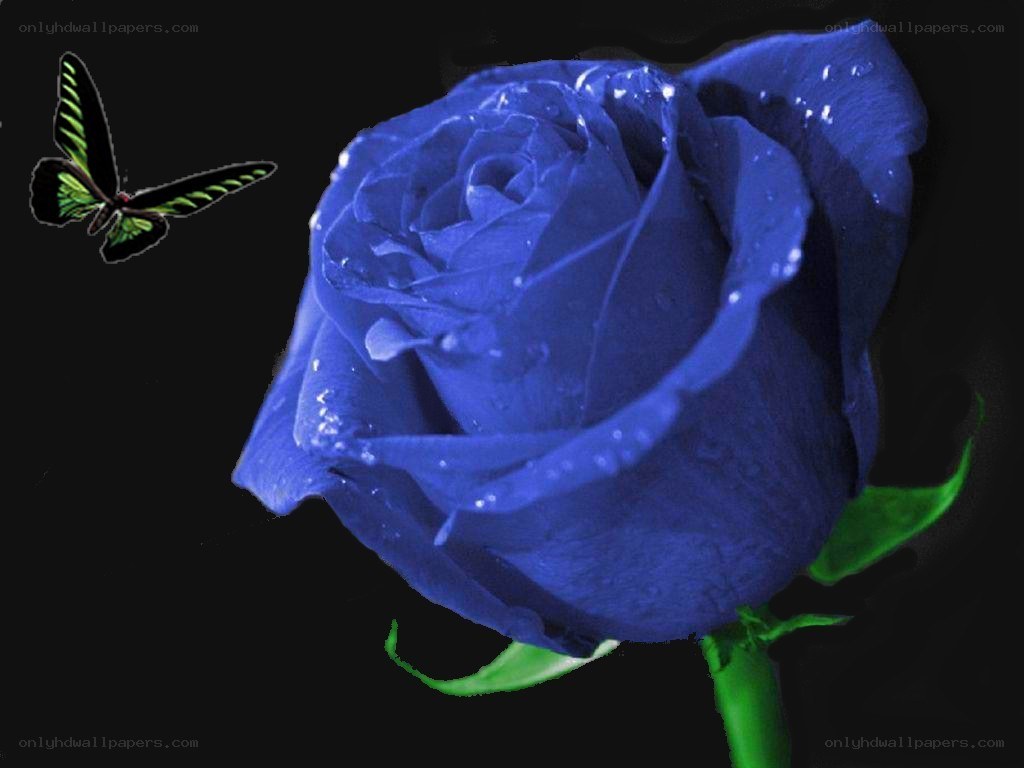 Blue rose with butterfly