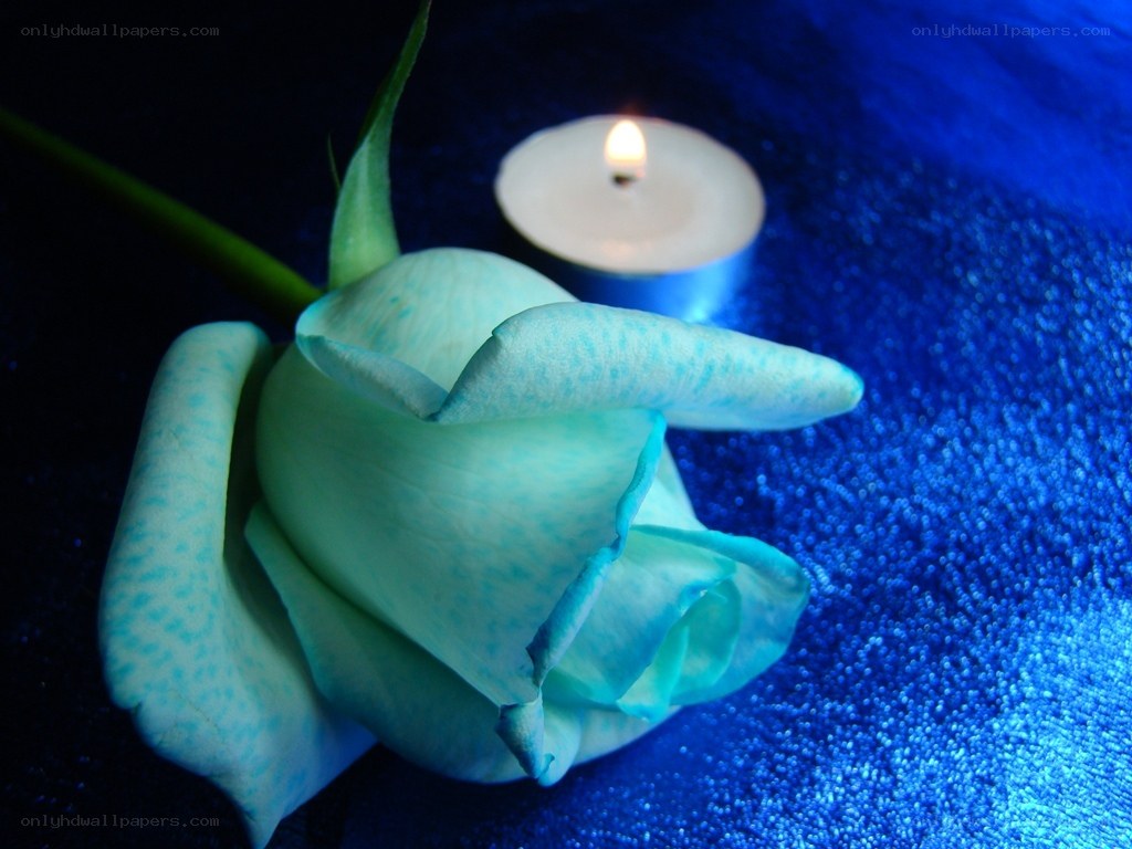 blue rose with candle