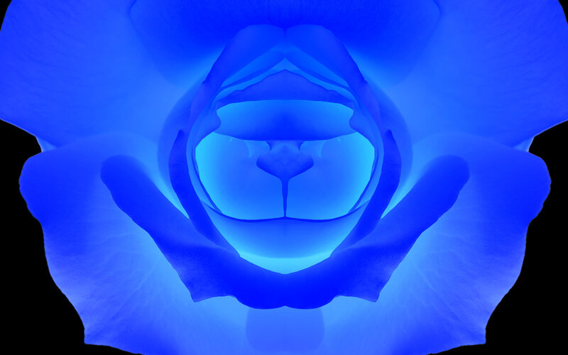 blue rose with cat face