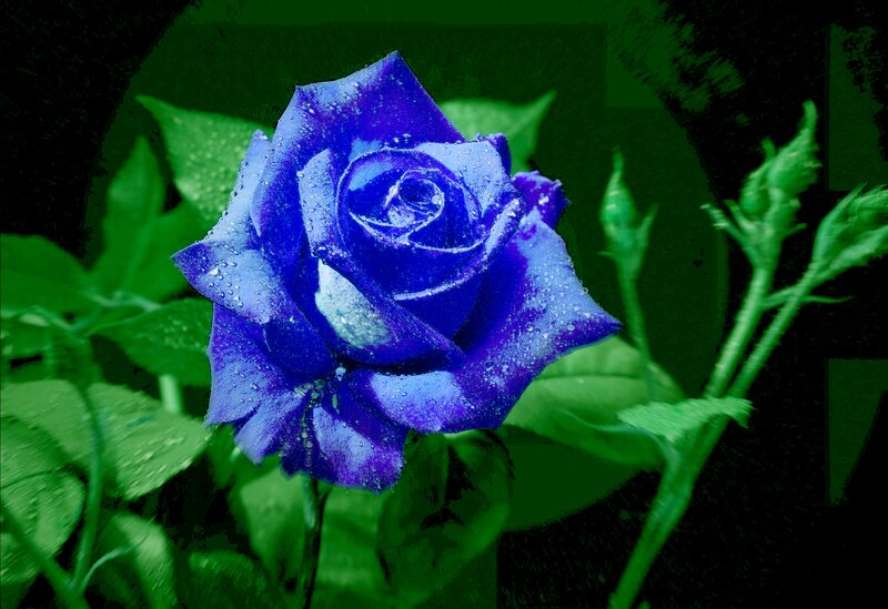 Blue Rose with Dew — Dramatic