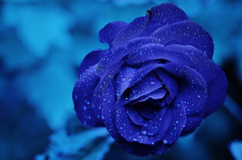 Blue rose with dew drops