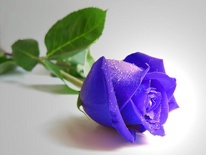 Blue Rose with Dew — Purple, Serene