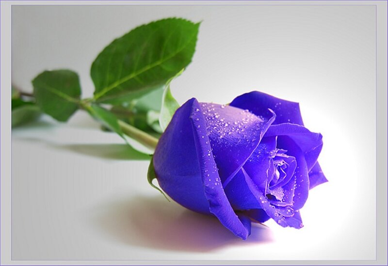 Blue Rose with Dew — Purple