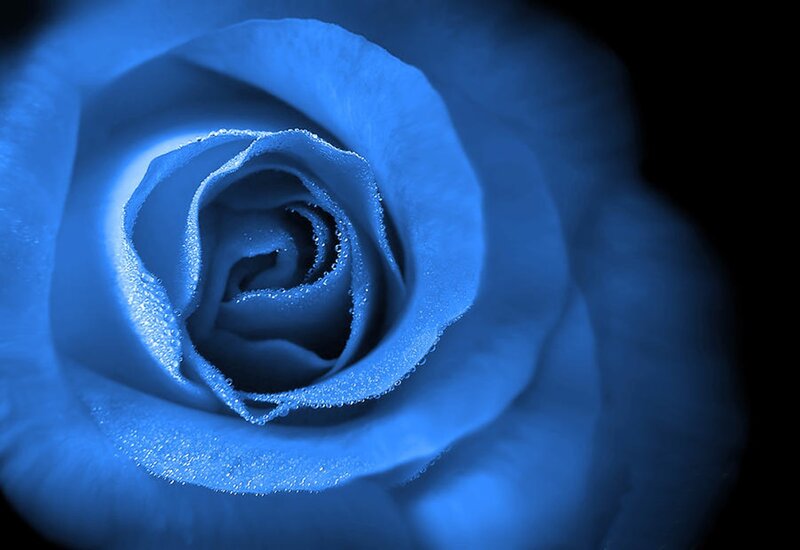 Blue Rose with Dew — Serene