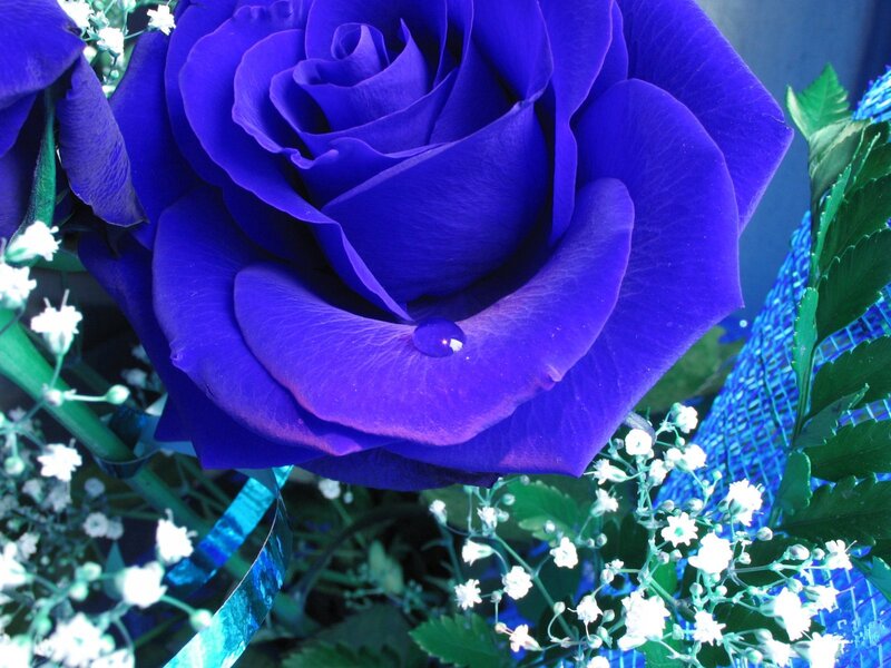 Blue Rose with Dewdrop