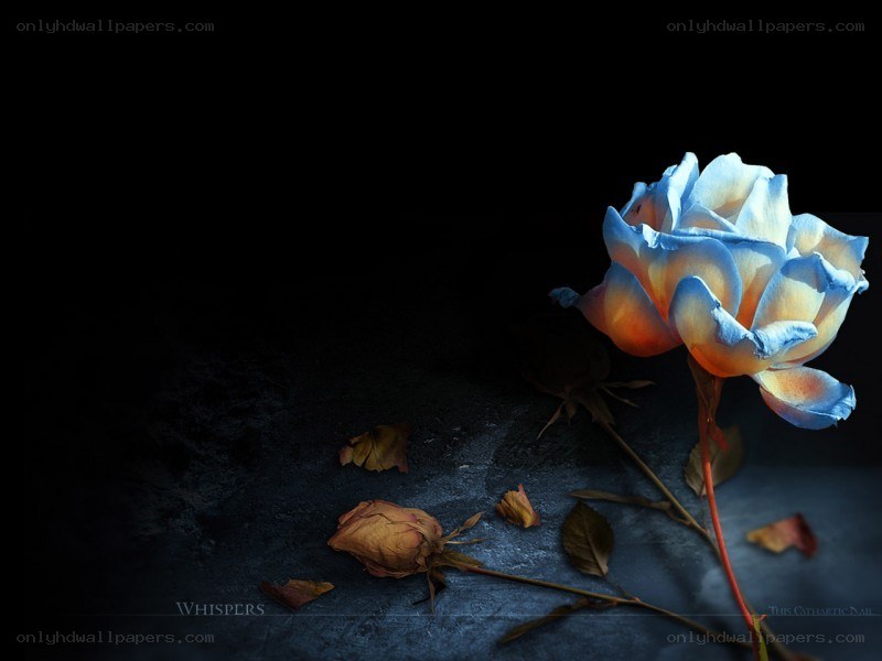 Blue rose with fallen petals