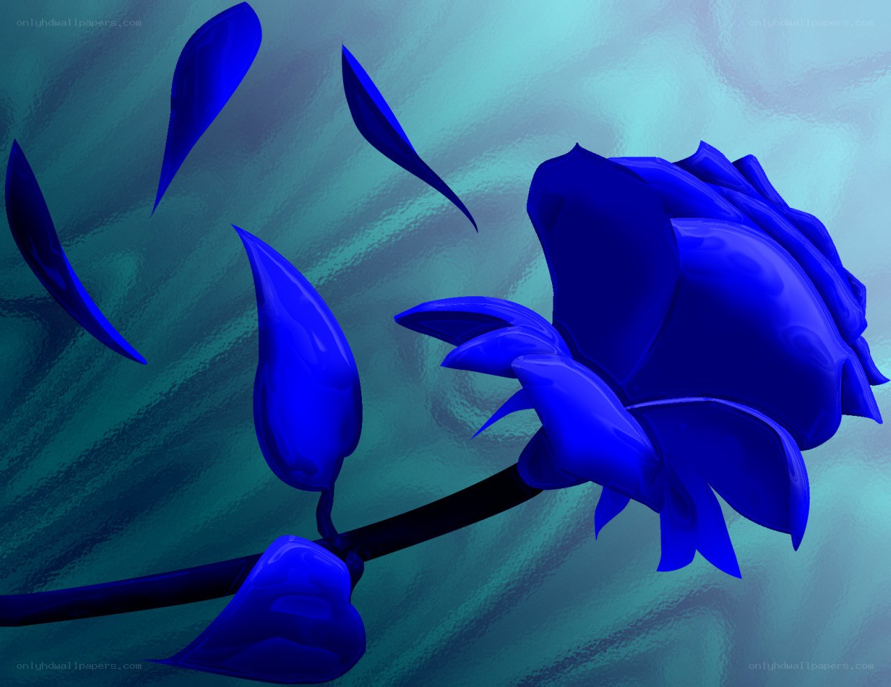 blue rose with falling petals