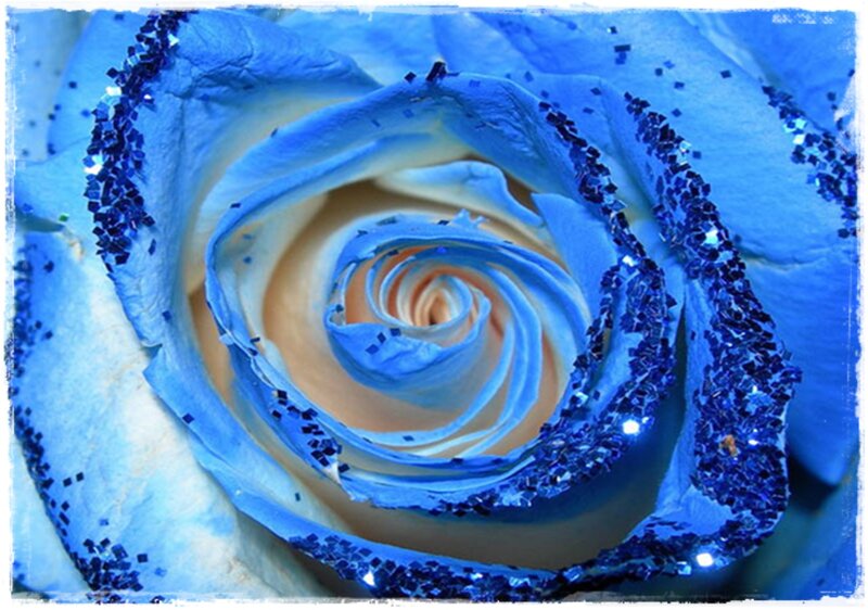 Blue Rose with Glitter — Calm, Photograph