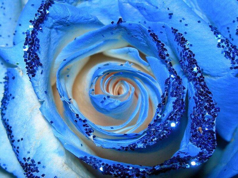 Blue Rose with Glitter — Calm